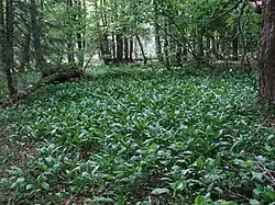 pozdní jarní aspekt v NPR Bukačka