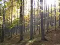 Podzimní bukový les v NPR Karlovské bučiny