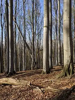 NPR Karlovské bučiny na jaře