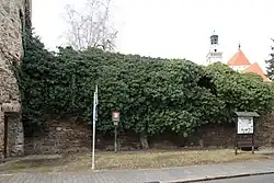 Prachatický břečťan