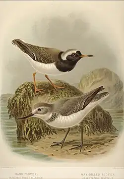 Kulík pobřežní (nahoře) a kulík křivozobý, 1888