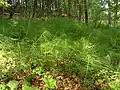 Porost přesličky největší (Equisetum telmateia Ehrh.)