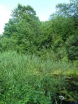 Tůně v přírodní památce Na Obůrce