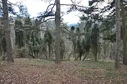 Keře jalovce za kmeny stromů.