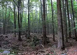 Les v PR Na skalách