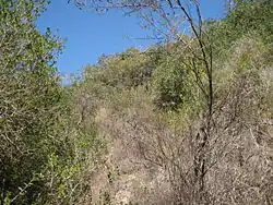 Pohled na údolí Nachal Lotem na svazích Karmelu