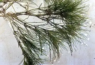 alternativní popis obrázku chybí