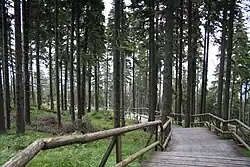 Boubínský prales, naučná stezka.