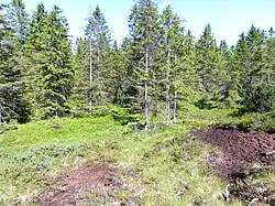 Oblast rašeliniště