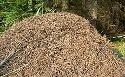 Mraveniště v PP Šebeň