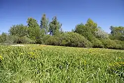 Podmáčená louka v oblasti památky