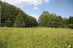 Rozkvetlá louka v oblasti památky