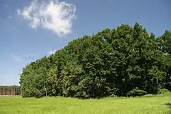 Pohled na lužní les z okolní louky