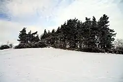 Lesík na vrcholku kopce v památce