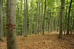 Přírodní památka U Piláta