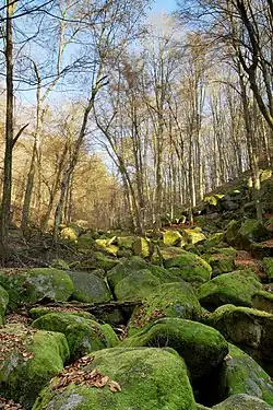 Kamenné pole ve Vlčí rokli (zima 2016)