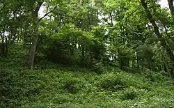 Les v chráněném území