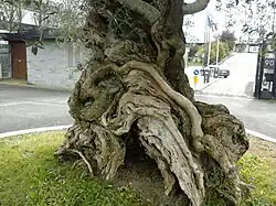 Dutina v dolní části kmene