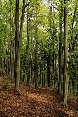 Bukový porost v přírodní rezervaci Čepičná