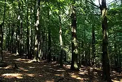 Pohled na část lesa na lokalitě