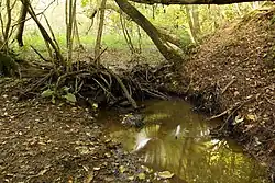 Pohled na potok protékající přírodní rezervací