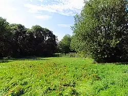 Louka a stromy nedaleko Přeckova