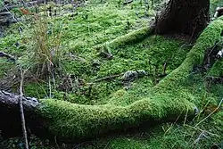 Na snímku se nachází zelený pokryv mechů na kořenech stromů