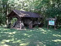 Zastavení 7: historie obce a památného stromu