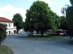 lípa velkolistá na točně autobusů