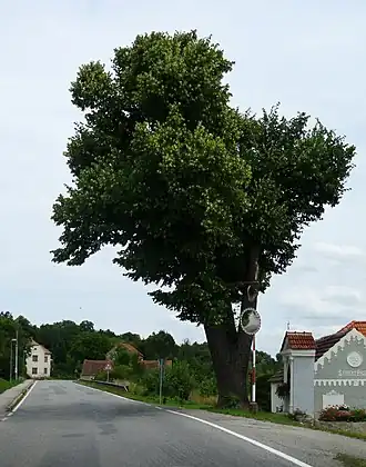 Silnice II/156 v Nedabyli