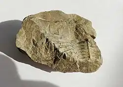 Sběr v kamenné suti (1991)