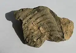 Sběr v kamenné suti (1991)