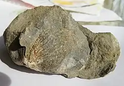 Sběrem v suti na dně lomu nalezená neidentifikovaná zkamenělina (1991)