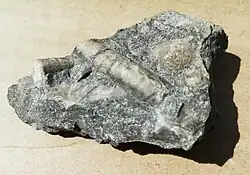 Sběrem v suti na dně lomu nalezená neidentifikovaná zkamenělina (1991)