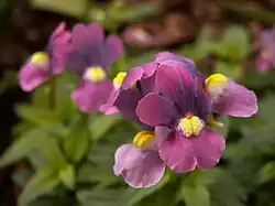 Nemesia 'Dazzle-Me-Lilac'