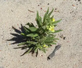 alternativní popis obrázku chybí