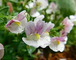 Nemesia 'Berrie White'