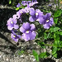 Nemesia caerulea