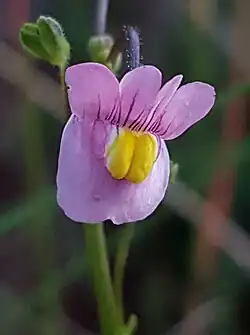 Květ Nemesia fruticans