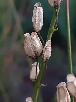Suché plody Nemesia fruticans
