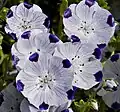 Hajnička skvrnitá (Nemophila maculata)