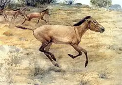 Neohipparion, rekonstrukce