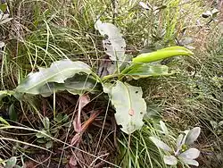 Listy láčkovky prožrané hmyzem