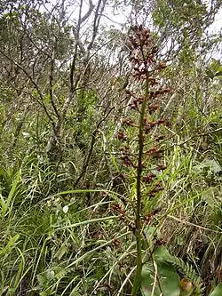 Žluté kvítky láčkovky rádža v květenství hrozen