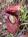 Nepenthes rajah
