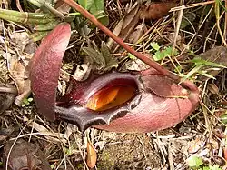 Velká spodní láčka láčkovky rádži v podrostu