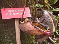 Láčkovka rádža visí vedle tabulky, které vítá návštěvníky do Nepenthes Garden