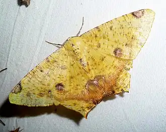 Můra Nepheloleuca politia