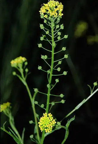 alternativní popis obrázku chybí