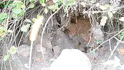 Několik sršní mandarínských se pohybuje poblíž vstupu do svého hnízda, které je umístěné v prohlubni v zemi